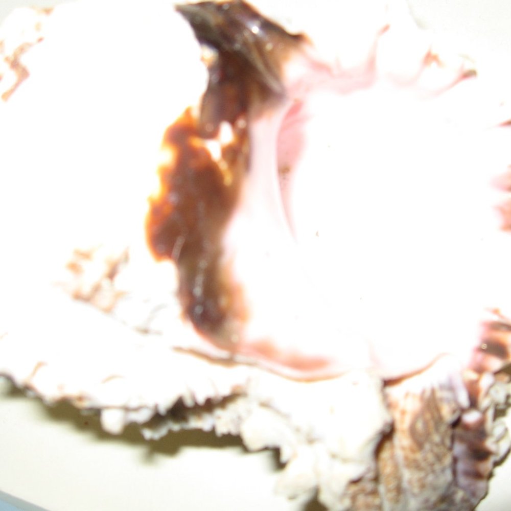 sea shell - Picture 3 of 4